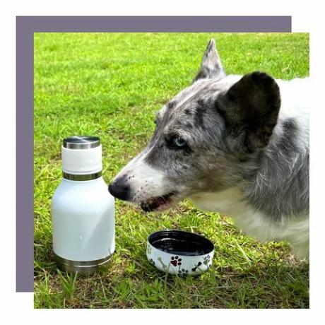 hond met asobu pet bowl fles