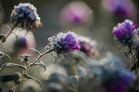 Close-up Van Berijpte Distels In Tuin