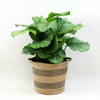 Calathea orbifolia