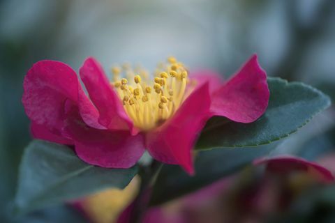 Diep roze Camellia-bloem