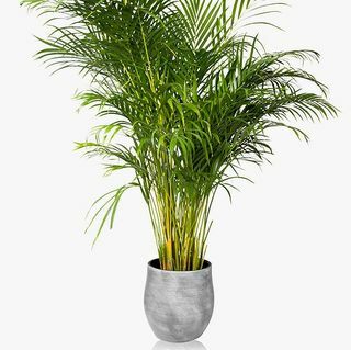 De Little Botanical XL Areca Palm Keramiek Potplant