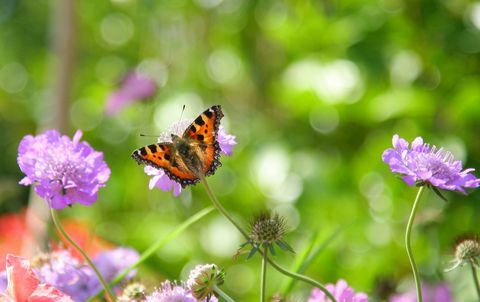 Schildpadvlinder op schurftige bloem