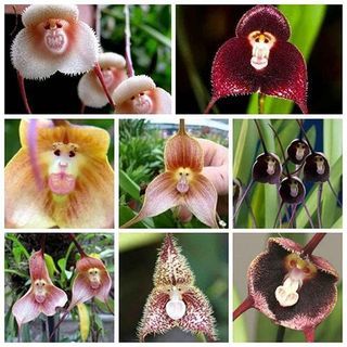 Dracula Orchid (100 zaden)
