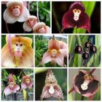 Deze zeldzame orchideeën zien eruit als apengezichten en je kunt de zaden kopen