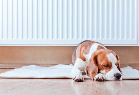 de hond rust op een houten vloer naast een warme radiator