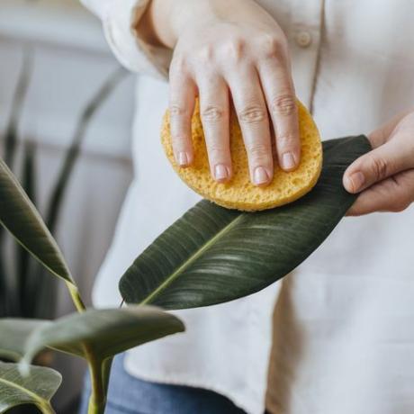 vrouw schoonmaak plant bladeren met spons