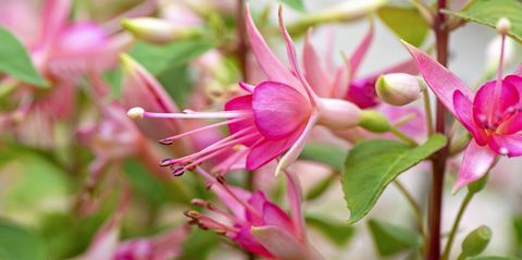 perkplanten, fuchsia