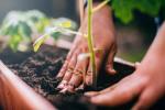 7 tips voor succesvol tuinieren