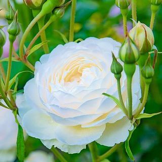 Rose 'Scented Doubles White' Rosa