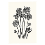 Hugo Guinness Chrysanthemum Print