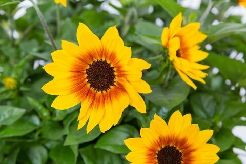 Derde plaats Chelsea Plant of the Year 2018. Helianthus annuus SUNBELIEVABLE BRUIN OOGMEISJE (‘Sunbeliv01’)