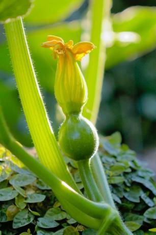 pompoen ontspruiten hoe een pompoen te laten groeien