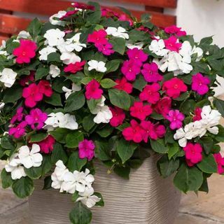 Impatiens Berry Smoothie Mixed Speed ​​Planter