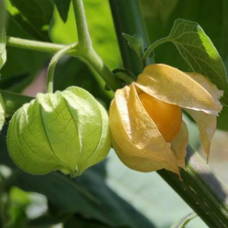 volkstuin, cape kruisbes, physalis fruit, buiten, eten