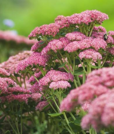 sedum herfstvreugde 'herbstfreude'