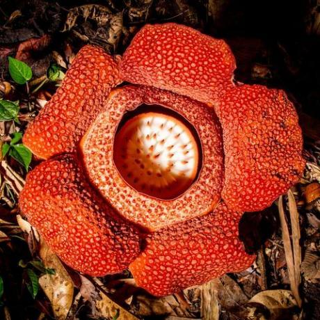 de groene planeet david attenborough's vijfdelige plantenserie over bbc een bloem van de parasitaire plant rafflesia rafflesia keithii
