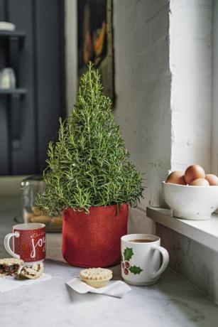 Rosemary Christmas tree, Waitrose & Partners