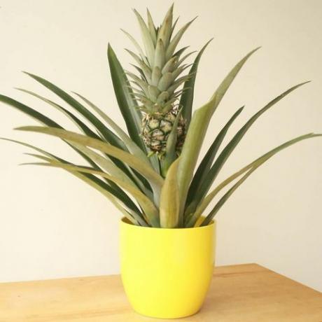 Ananas Plant