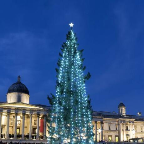 de jaarlijkse enorme kerstboom voor de National Gallery op Trafalgar Square, Londen, VK