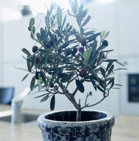 Een olijfboom in een pot