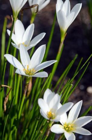 witte bloemen in de tuin