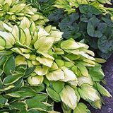 Hosta Bumper Gewasmix