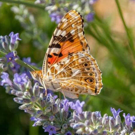 geschilderde damevlinder op een wilde lavendelbloem in fel zonlicht in de zomer