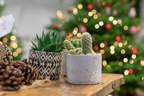 Kerstcactussen, Wyevale-tuincentra