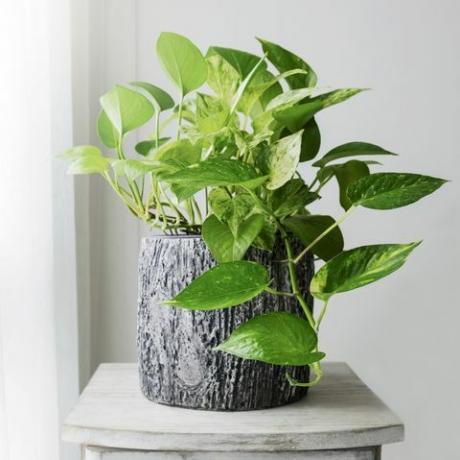 Gouden pothos of Epipremnum aureum bij raam in het slaapkamerhuis en de tuin