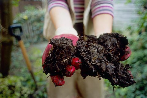 Persoon die bosjes grond houden