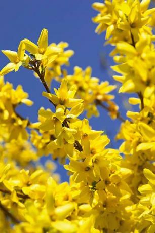 Forsythia in bloei