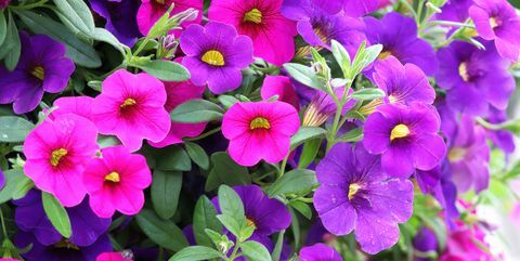 perkplanten roze paarse calibrachoa bloemen in bloei