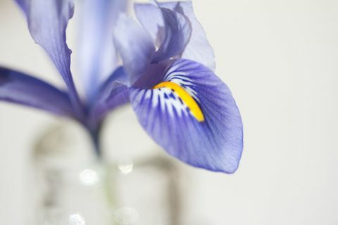 Macro-opname Van Verse Blauwe Iris In Vaas