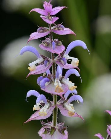 salvia bloem