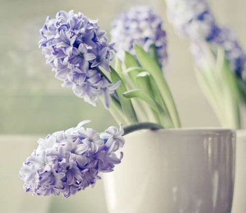Purpere Hyacintbloemen in zachte grijze pot