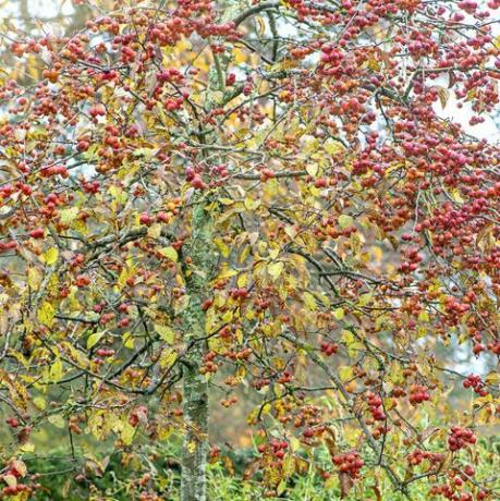 close-up beeld van de levendige winter rode bessen van de krab appelboom malus evereste