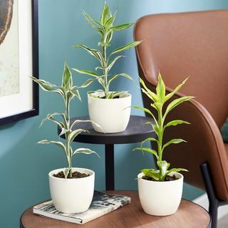 Dracaena-collectie volgens plantentheorie | 35cm Victory, geel goud en witte streep dracaenas | 3x 9cm Potten