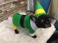 Etsy verkoopt een Buddy the Elf-kostuum voor uw hond
