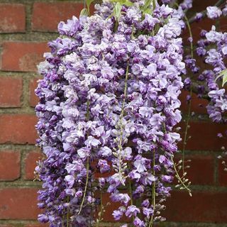 Blauweregen floribunda 'Yae-kokuryu'