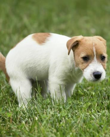 schattige jack russell hond puppy doet zijn toilet, poepen in het gras