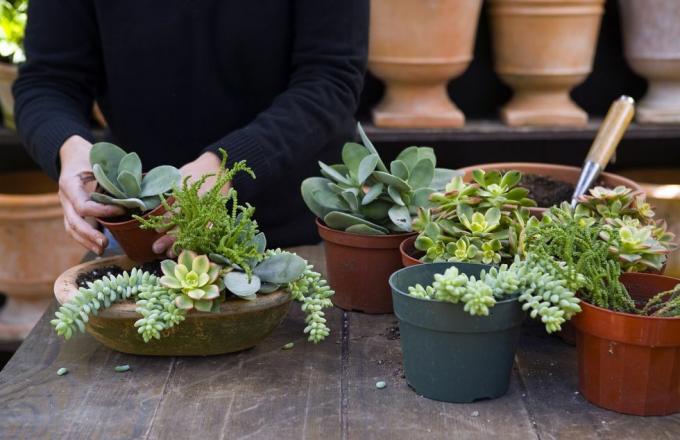 persoon die planten in een pot zet