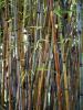 Hoe bamboe te kweken