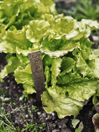 Salade in de tuin