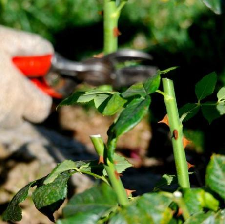 lente snoeien van een rozenstruik