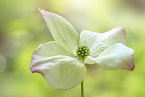 Cornus struik top tuin trend voor 2019