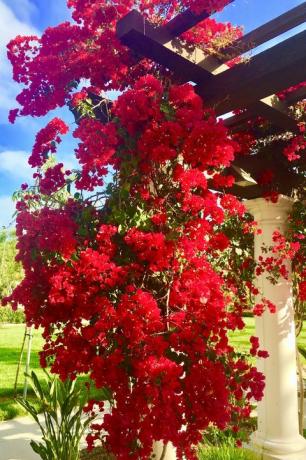 bougainvillea