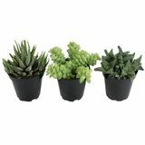 3,5-inch faux vetplanten