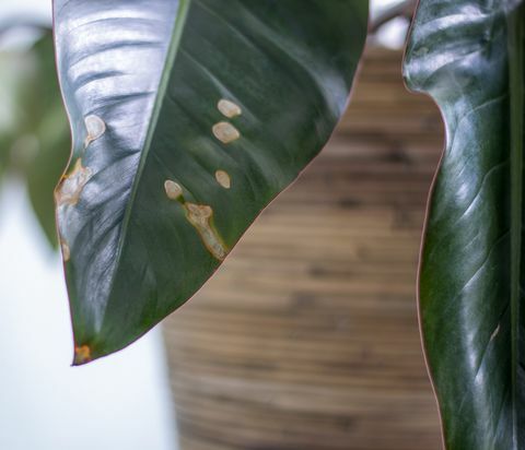 vergelende vlekken op bladeren op kamerplant zieke kamerplant uitdroging plant door te weinig water te geven