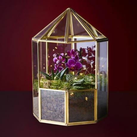 waitrose kerst orchidee terrarium