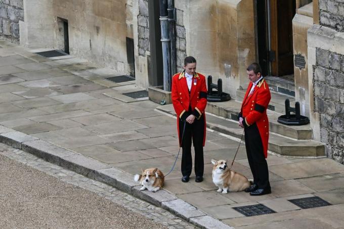 begrafeniscorgi's van koningin elizabeth